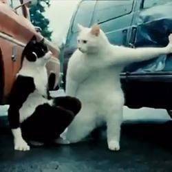 Twicats