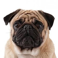$PUG