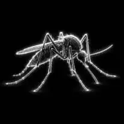 MOSQUITO
