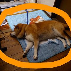 Chachamaru / DOGE