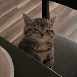 Smirk