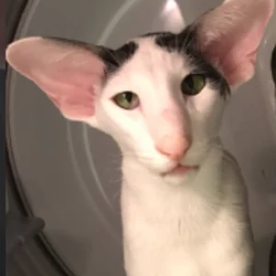 Dexter