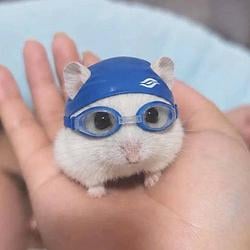 Hammy