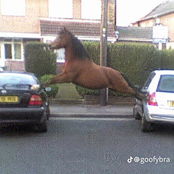 horse