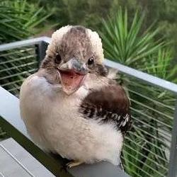 Kookaburra