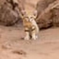 SANDCAT