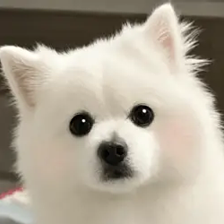 Fluf / SOL