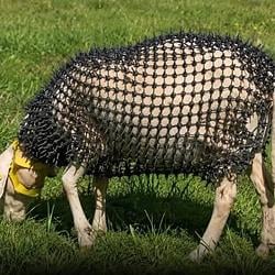 SHEEP / SOL