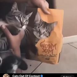 VIPCAT