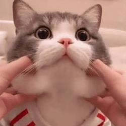 CHUBMONK