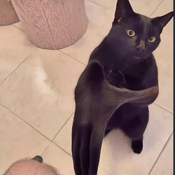 BLACKCAT