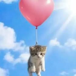 Bcat
