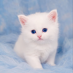 Kitty