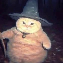 PAIDTOCAT