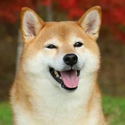 Shibull