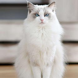 WHITECAT / SOL