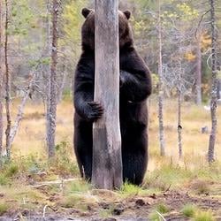A Bear