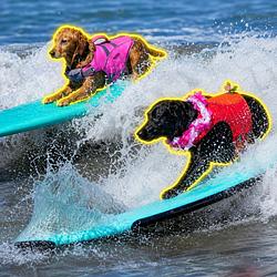 SURFDOG / SOL