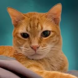 CAT / USDC