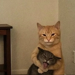 CATMU