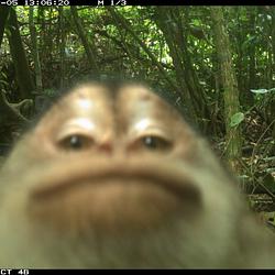 Trailcam