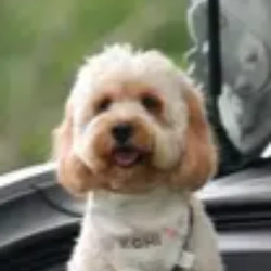 KOHI