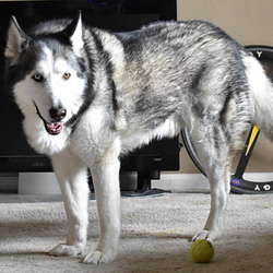 TriPawd / SOL