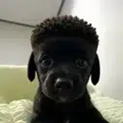 NIGGY