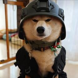 Trenchdog