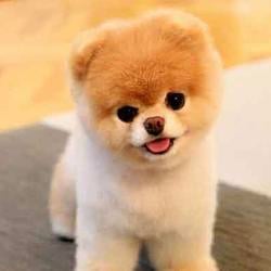 doggy / SOL