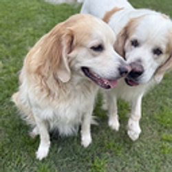 $PLAY
