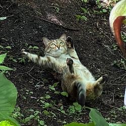 SCAT