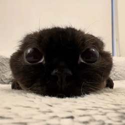 Chou