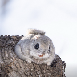 momonga