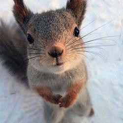 Selfi
