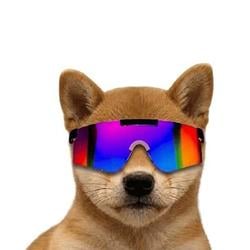 mdog / SOL