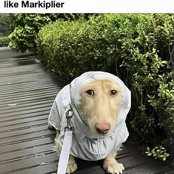 MARKIPLIER