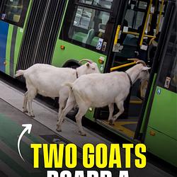 GOATS