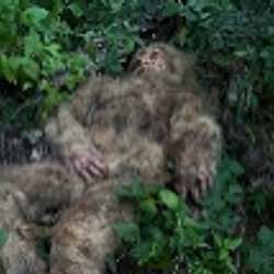BIGFOOT / SOL