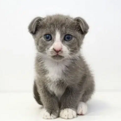 BILBO