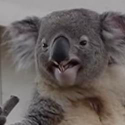 $KOALA / SOL