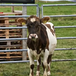 Eve the cow