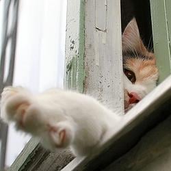 PAWS