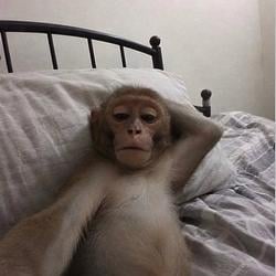 monkey