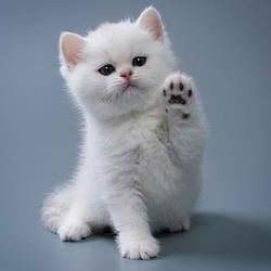 Kitty cat