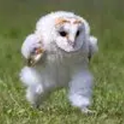 EhhoEhho