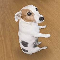 SDOG