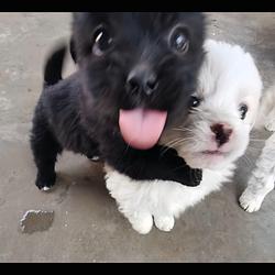 PUPPIES