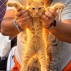meowrshal