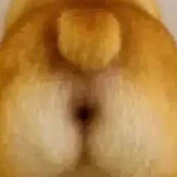 ANUSINU